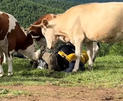 炒股配资软件排名 游客五台山给牛喂牛肉戳屁股遭牛群反击踩踏，多名游客称此前未挑衅也曾遭牛顶