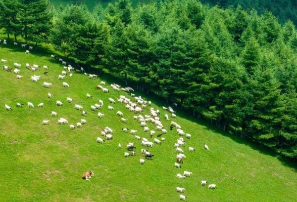 炒股股票配资网站 深挖“冷”资源 激活“热”经济 长阳火烧坪打造避暑新IP